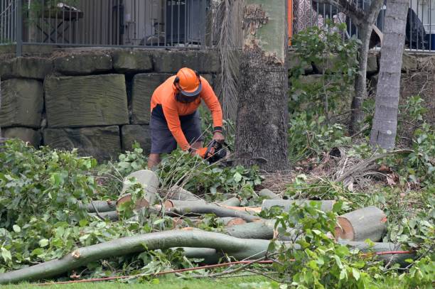 Paxtonia, PA  Tree Services Company