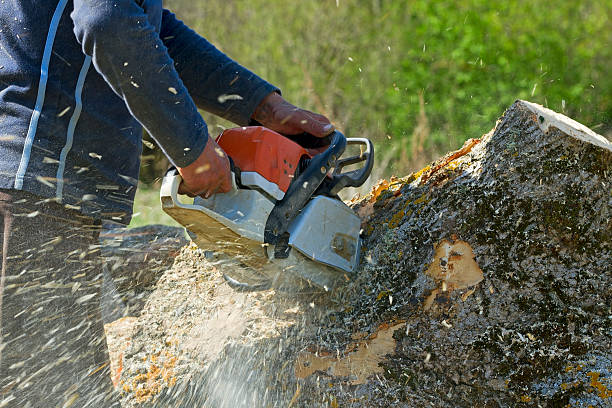 How Our Tree Care Process Works  in  Paxtonia, PA