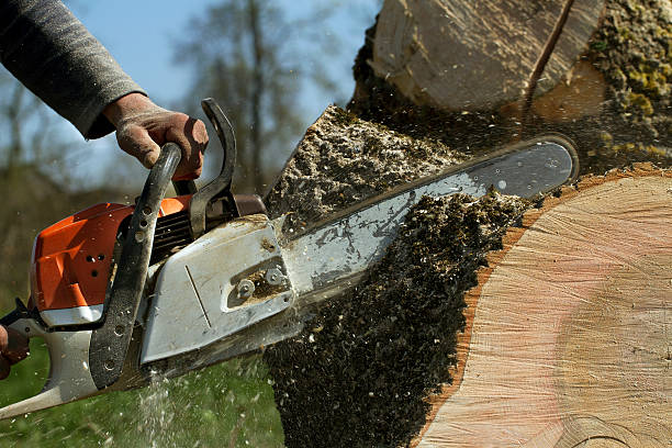 Best Leaf Removal  in Xtonia, PA